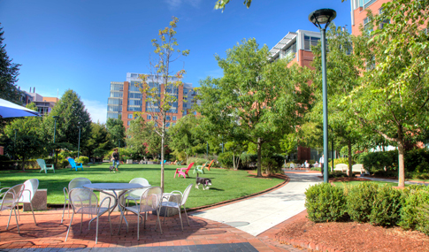 People enjoy playing with their dogs in a park area on a sunny day in University Park.