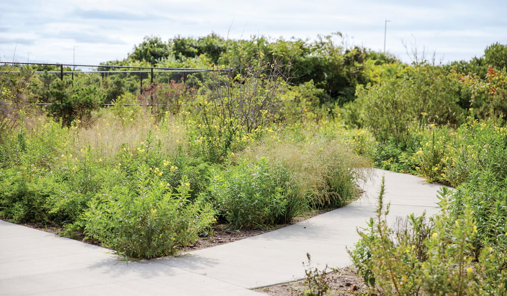 Full, green shrubbery surrounding paved pathways around the Nature Preserve.