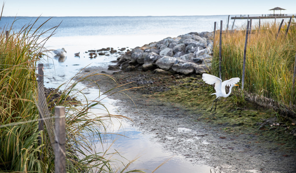 A white bird with an orange beak flies low over a pathway lined with native vegetation at Shorefront Park.
