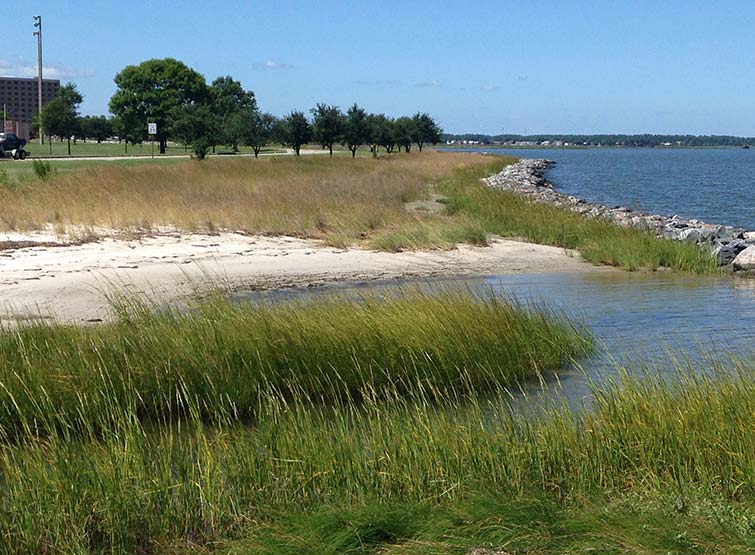 Summer  shoreline with stones, sand and grasses