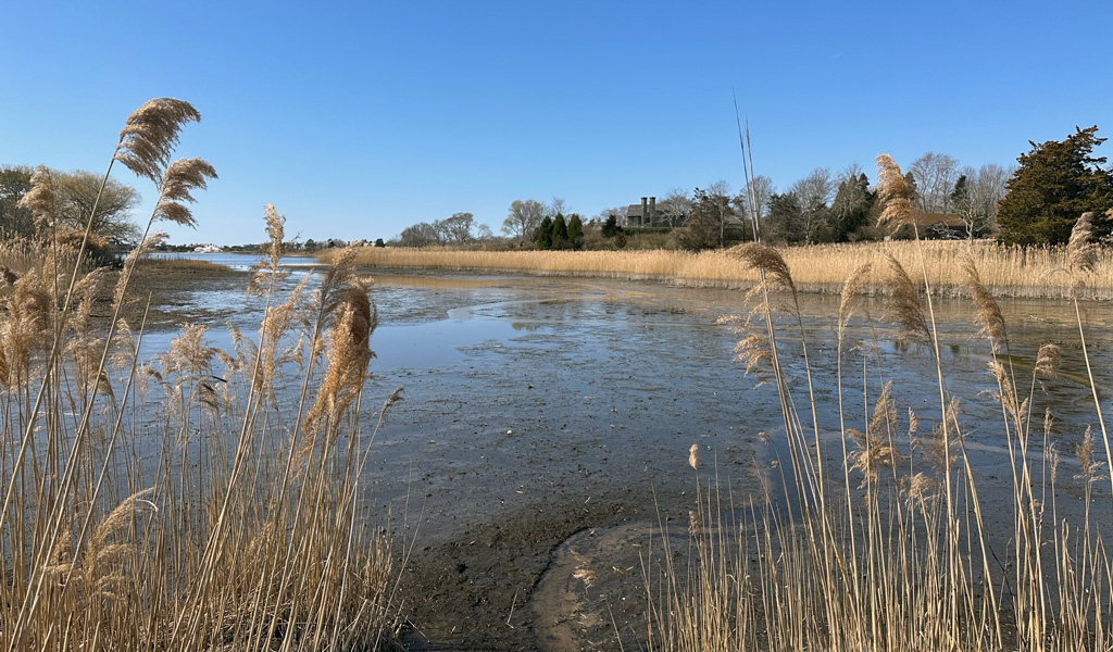 Muddy water, showing sediment buildup at Georgica Pond, before restoration efforts.