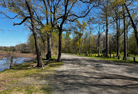 Paved walking path lined with trees and grass in Roebling Park.