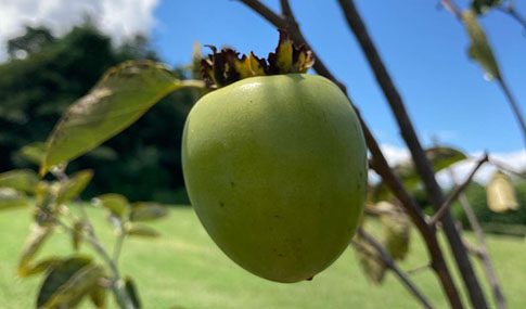 An apple growing on a tree. 