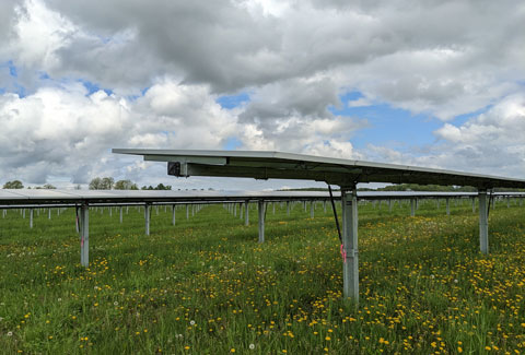 Rows of solar panels in a field with yellow flowers under blue skies with large clouds.