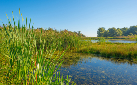 Shore of a lake in summer