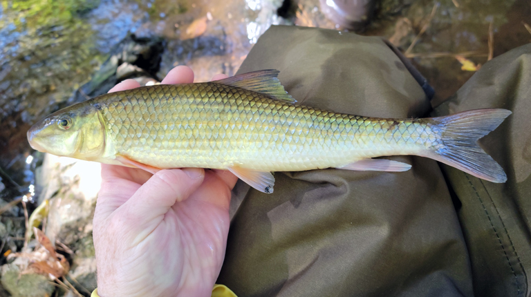 A small pale yellow fish is in Jeff’s hand. 