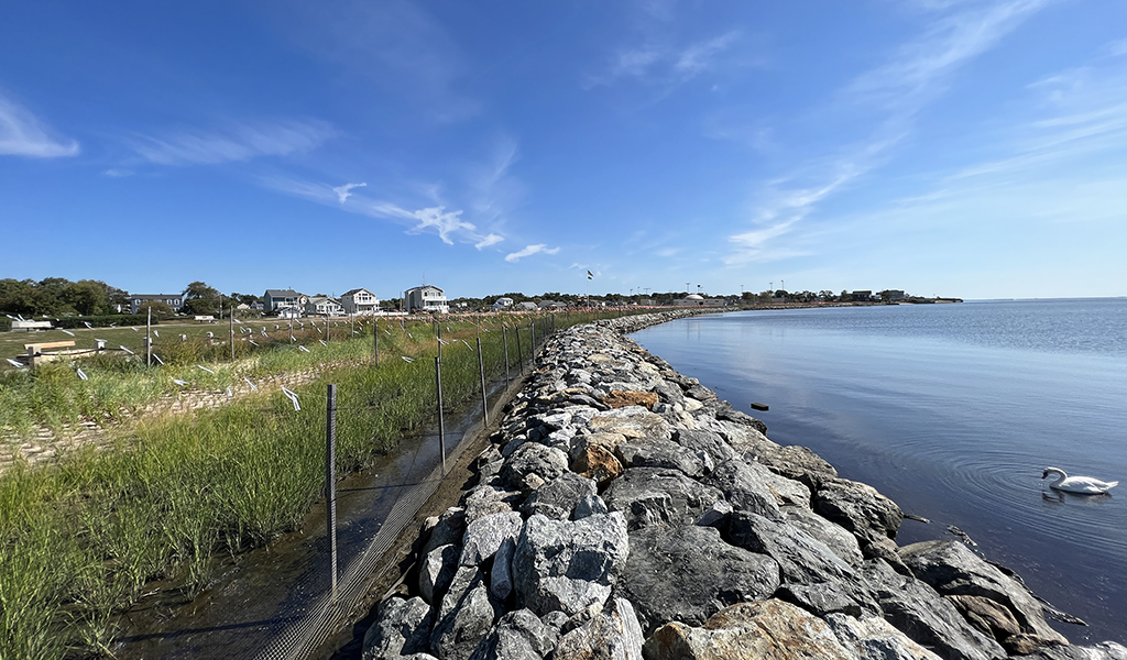 Shorefront Park’s living shoreline with a swan in the water.