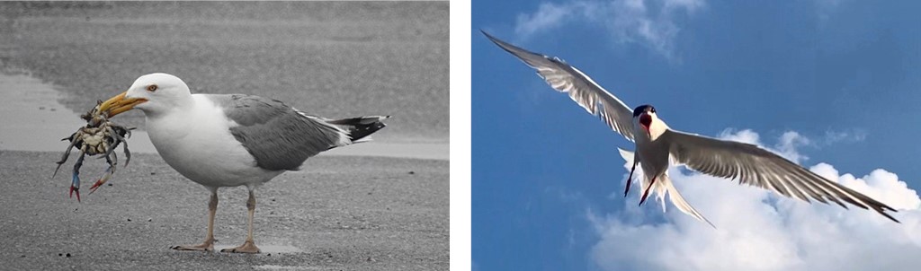 A white and gray Herring Gull holds a crab in his beak.